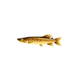 African Pike